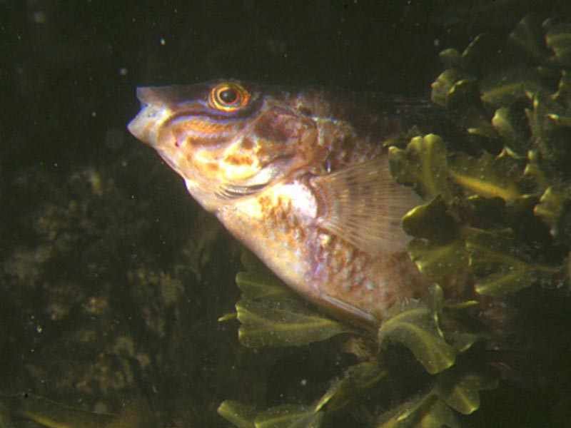 Symphodus melops emerging from seaweed.