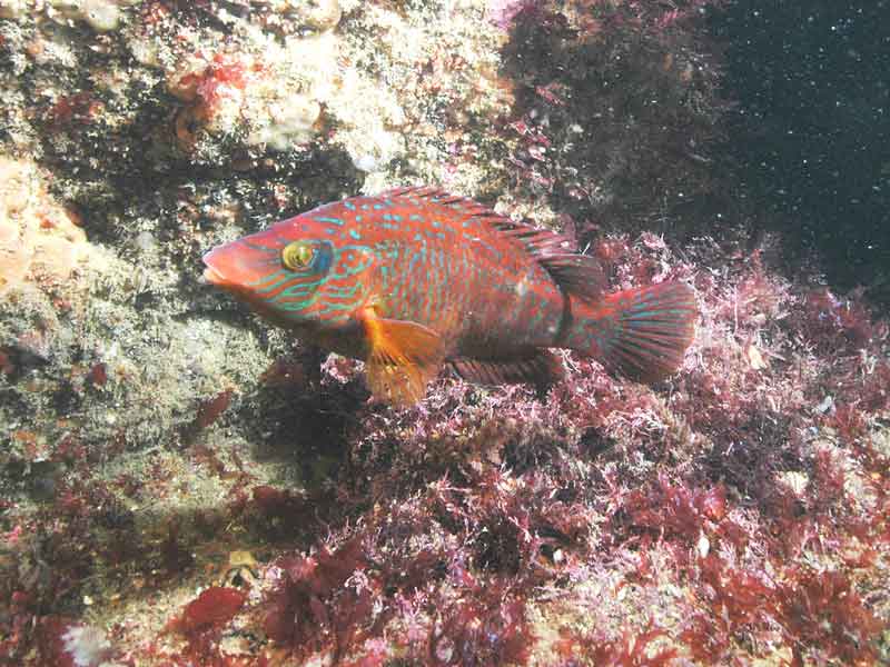 Symphodus melops and its nest.