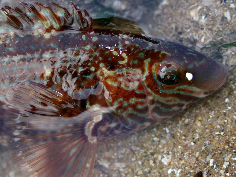 Image: Head of Symphodus melops in shallow water.