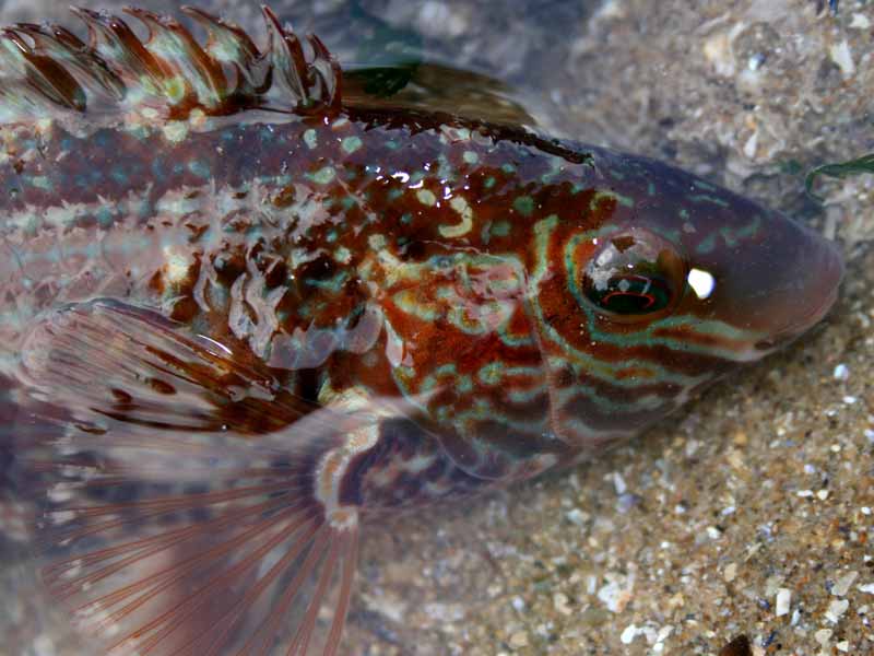 Head of Symphodus melops in shallow water.