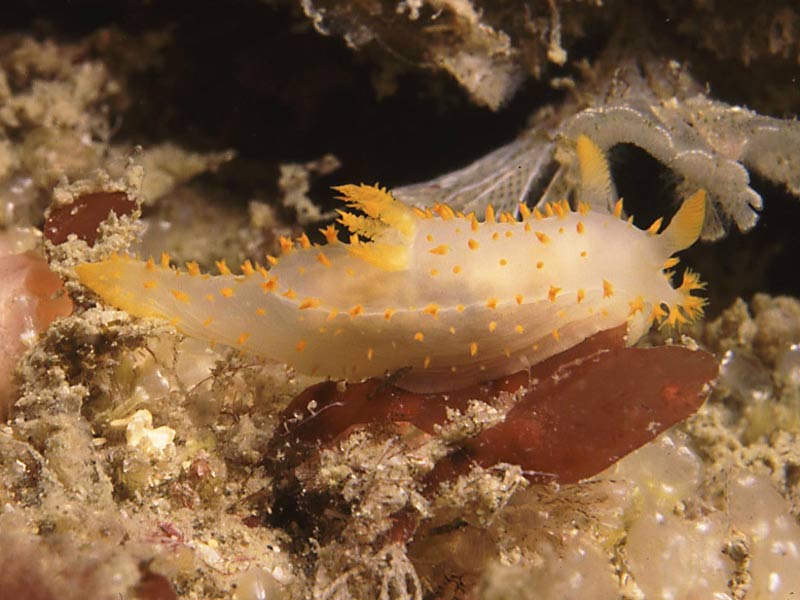 Crimora papillata in the Channel Isles.