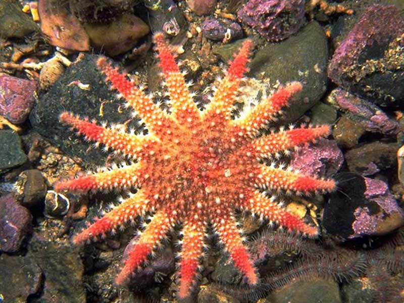 Crossaster papposus, sunstar .