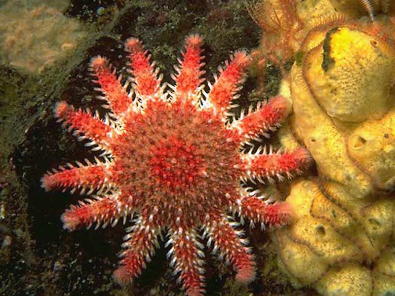 Crossaster papposus.