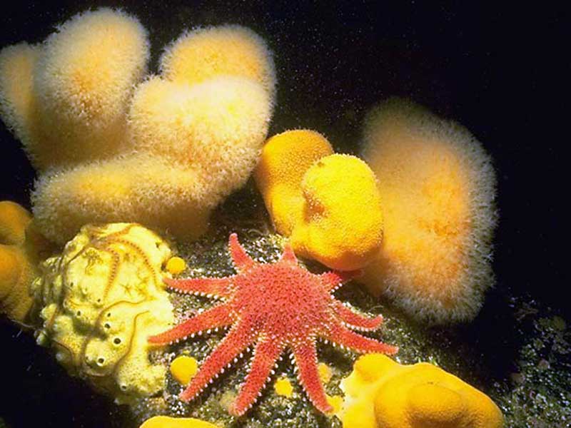 Crossaster papposus next to sponge.