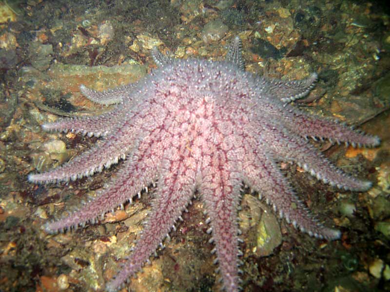 Crossaster papposus at Scapa Flow, Orkneys.