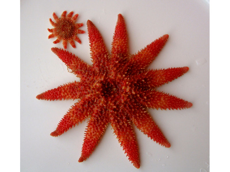 Two Crossaster papposus showing range in size between juvenile and adult.