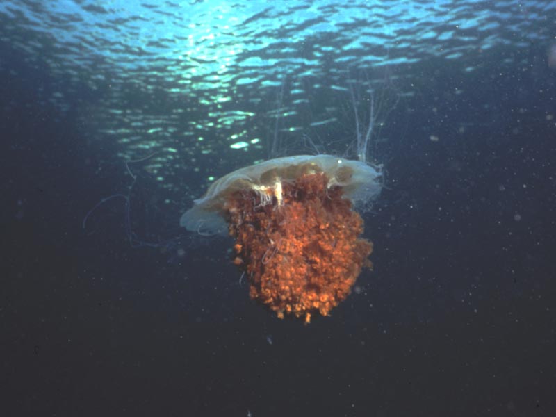 Cyanea capillata off the Isle of Man.