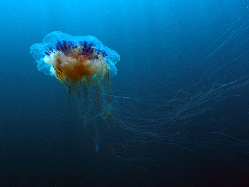 blue jellyfish species