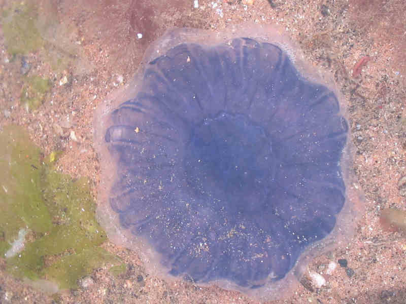 Cyanea lamarkii stranded in rockpool.