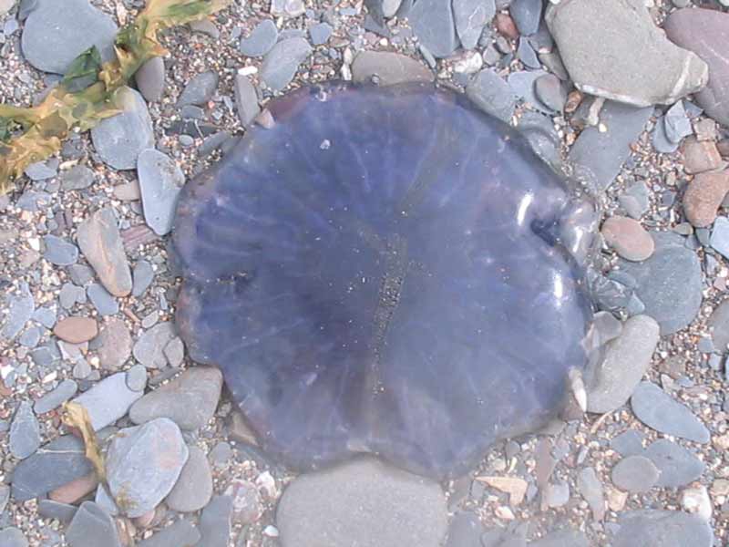 Image: Cyanea lamarckii washed ashore a cobble beach.