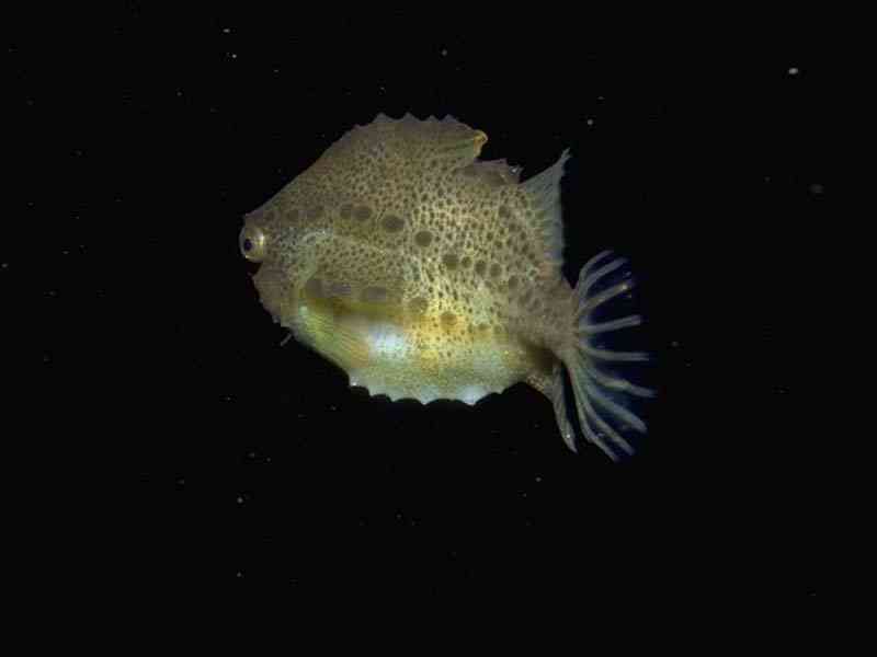 Cyclopterus lumpus, lumpsucker or sea hen.