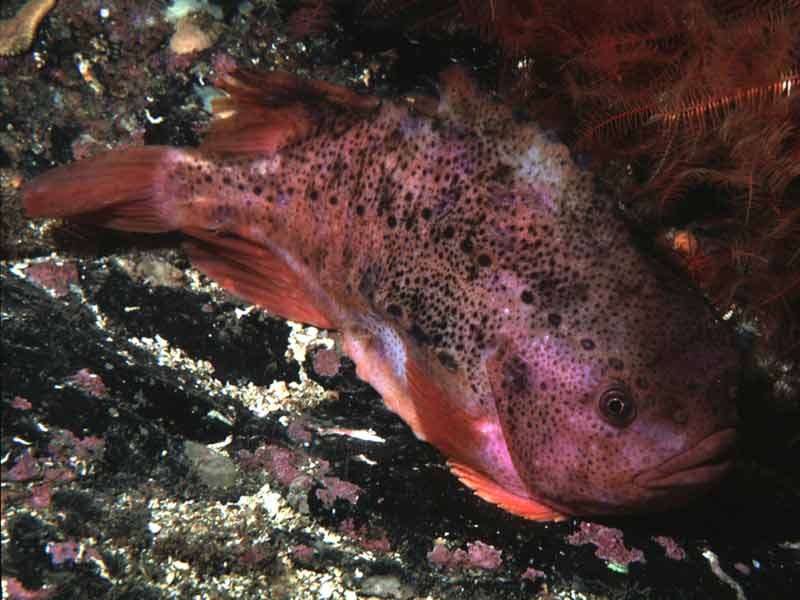 Male lump fish Cyclopterus lumpus attached to shallow seabed, Strome Narrows, Loch Carron.