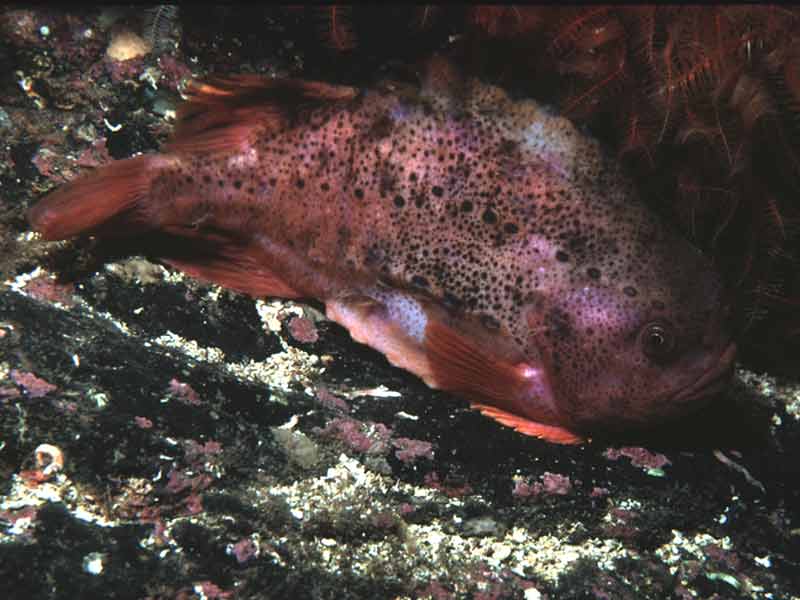 Image: Male lump fish Cyclopterus lumpus.