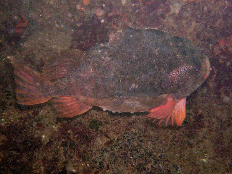 The lumpsucker Cyclopterus lumpus.