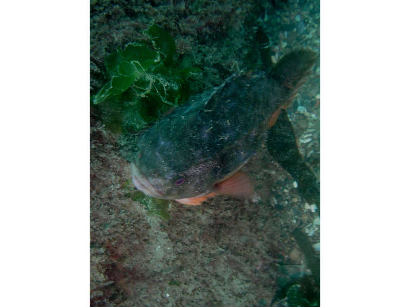 Image: The lumpsucker Cyclopterus lumpus swimming across the seabed.