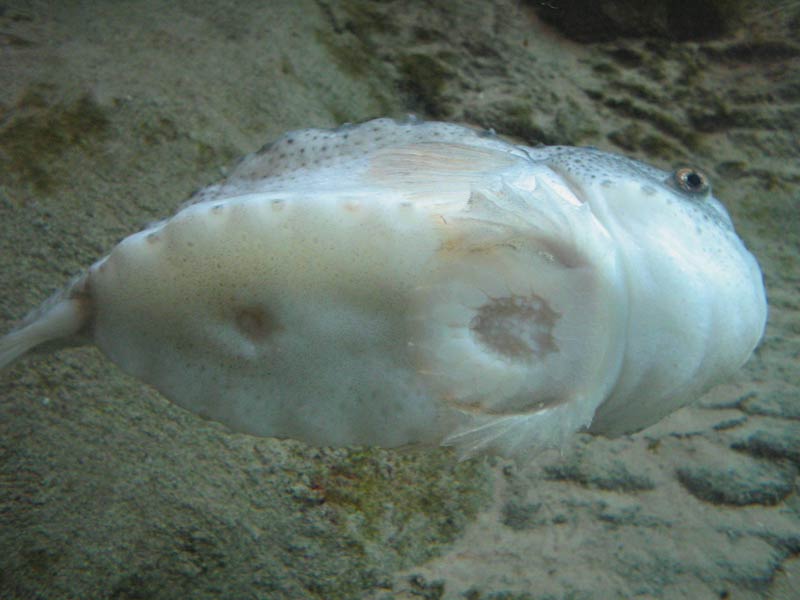Image: The underside and sucker of Cyclopterus lumpus.