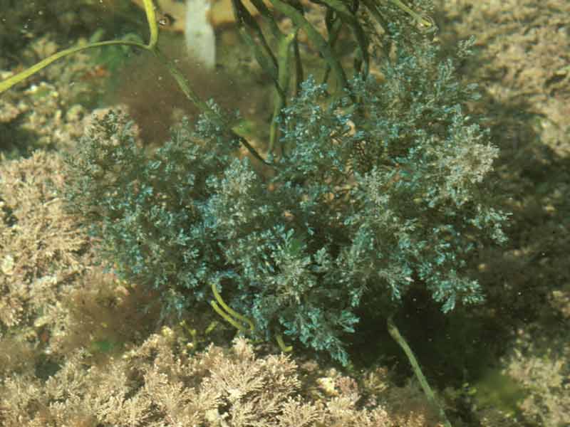 Cystoseira tamariscifolia in rockpool.