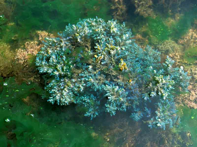Image: Cystoseira tamariscifolia