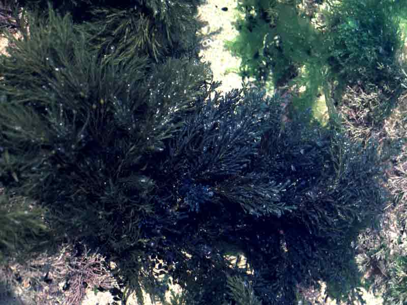 Image: Bushy growth of Cystoseira tamariscifolia.
