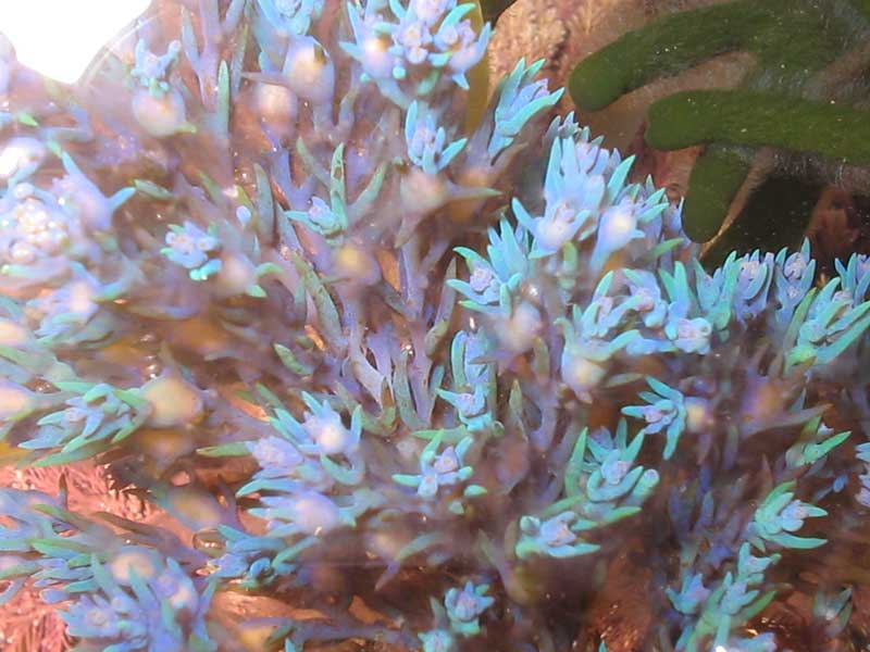 Bright blue tips of Cystoseira tamariscifolia.