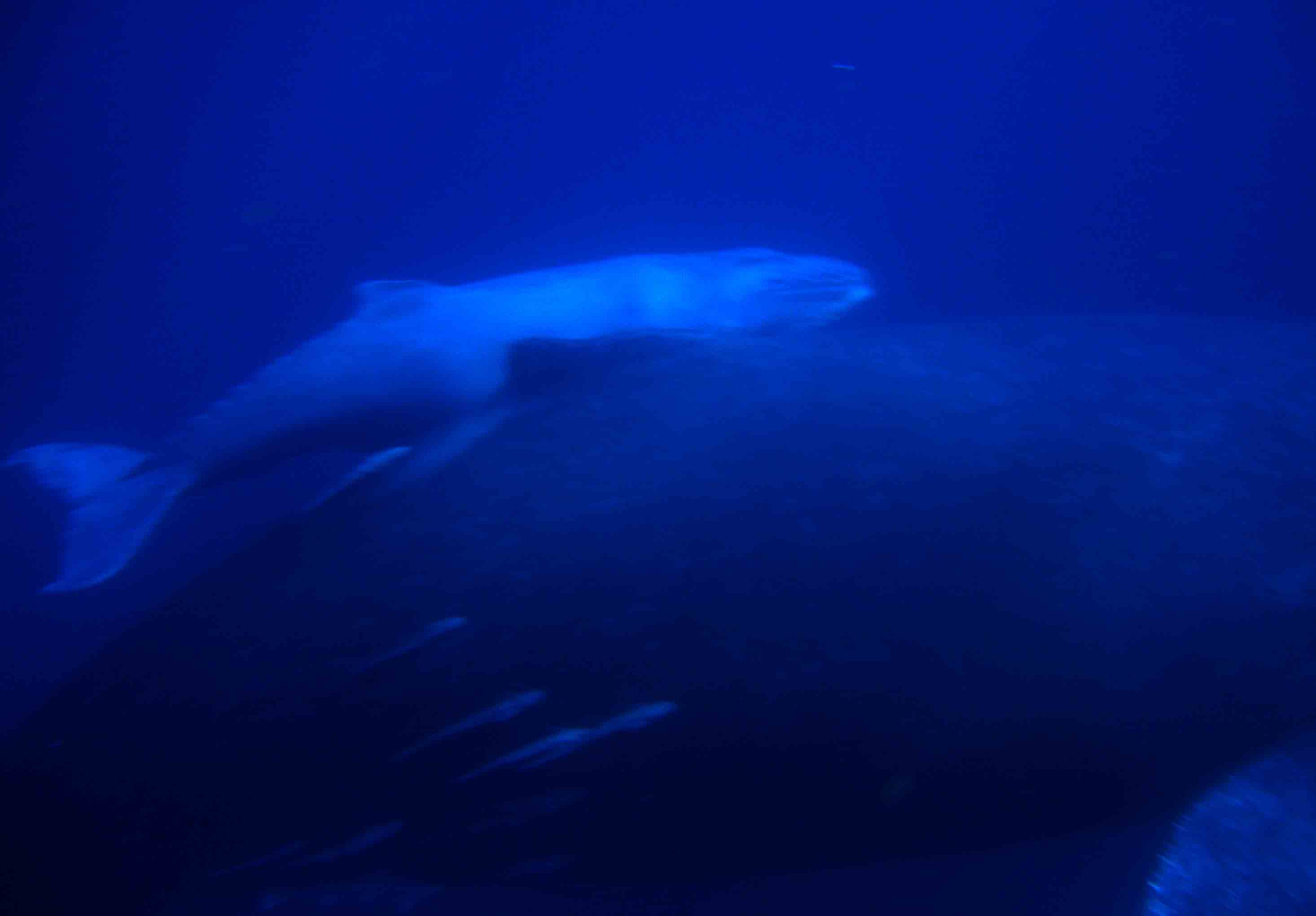 A baby humpback whale swimming with mother.