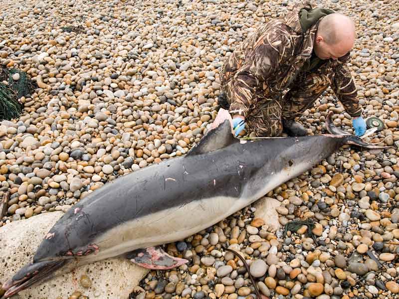 Measuring a dead Delphinus delphis individual on the shore.