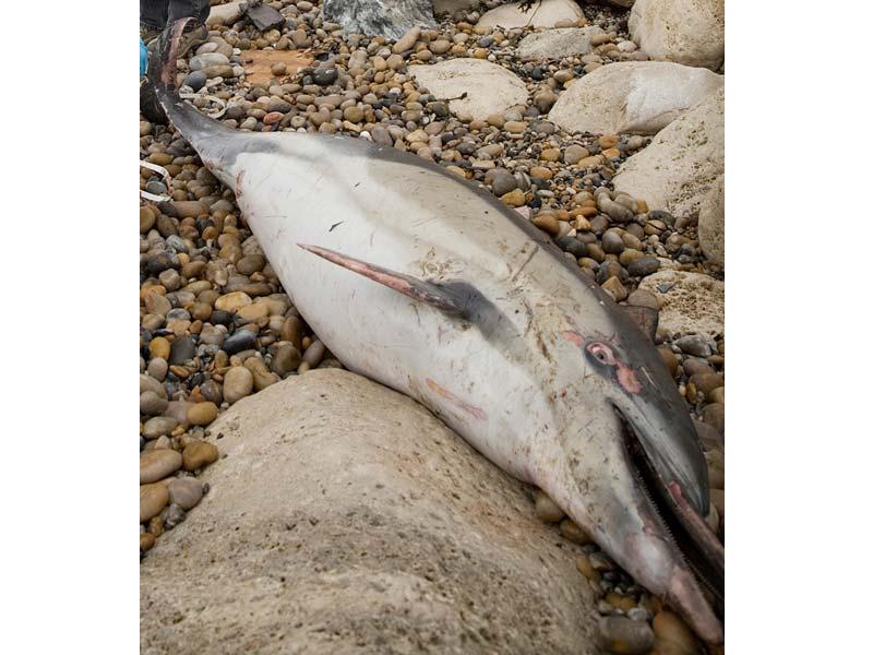 A dead common dolphin on the shore.
