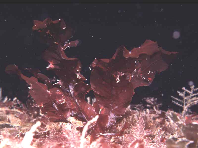 Delesseria sanguinea individual amongst epifauna/flora.