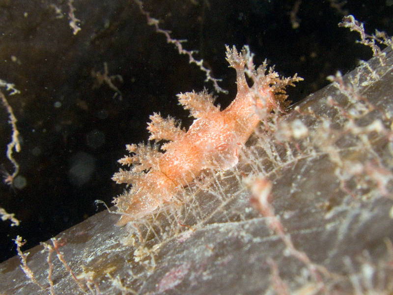 Dendronotus frondosus on kelp at Bach Island, Firth of Lorne on the west coast of Scotland.