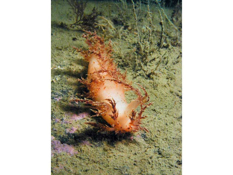 Dendronotus frondosus from the north coast of Bernera Island, Lismore on the west coast of Scotland.