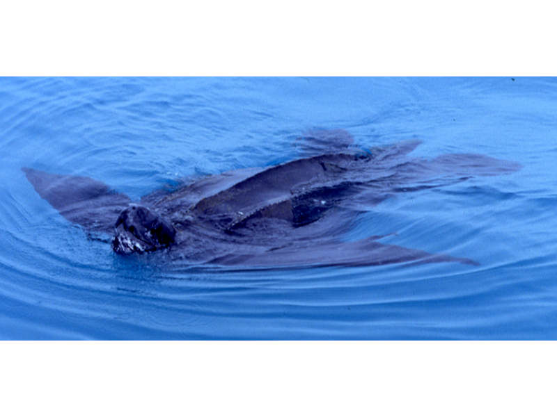 Leatherback turtle swimming at the surface.