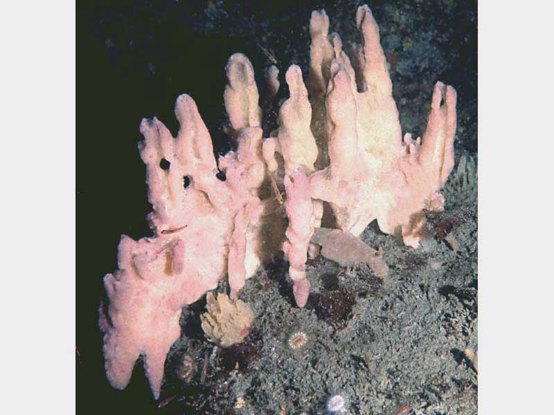 Image: Massive growth of Desmacidon fruticosum sponge.