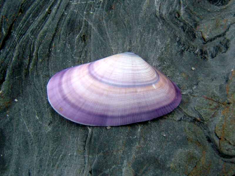 Shell half of the banded wedge shell