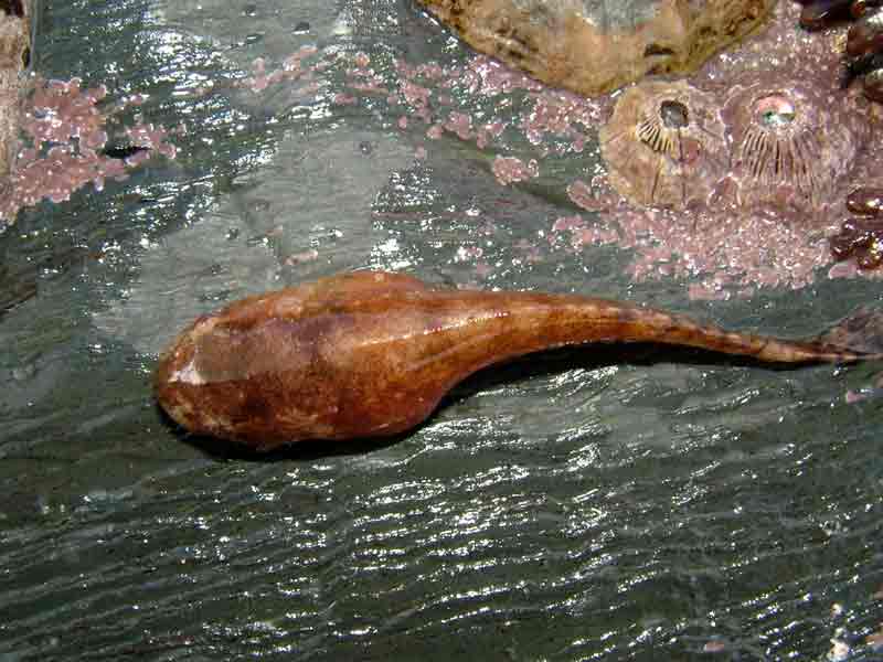 Dorsal view of the sea snail