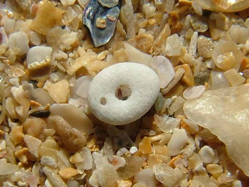 The oral (underside) of the pea urchin.