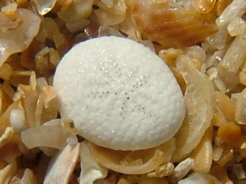 Image: The aboral (top) side of the pea urchin.