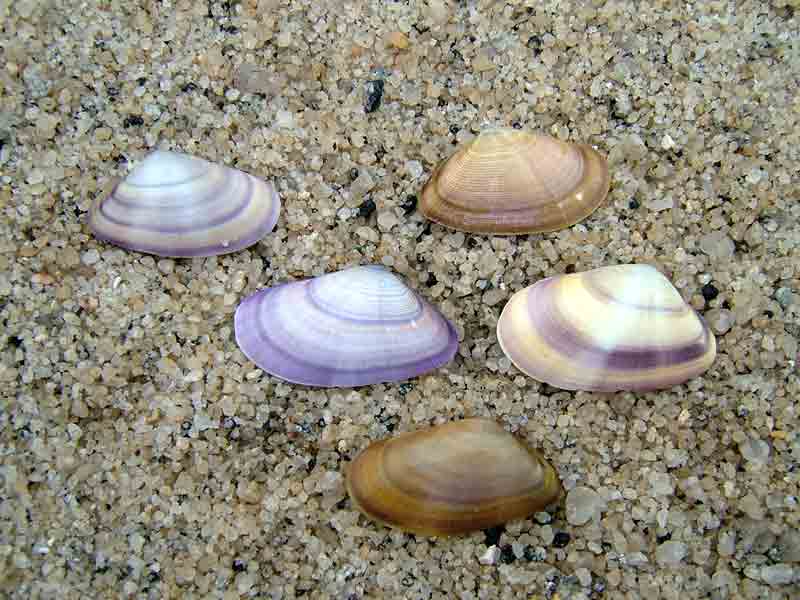 Image: Assorted colours and shapes of banded wedge shells