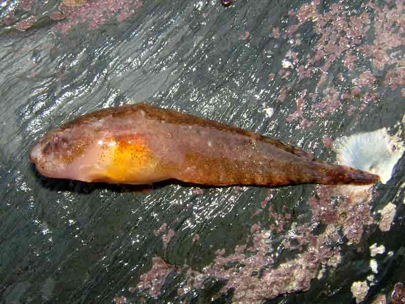 Image: Left side of the sea snail