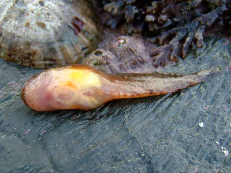 Image: Ventral side of sea snail, showing pelvic fins modified as sucker