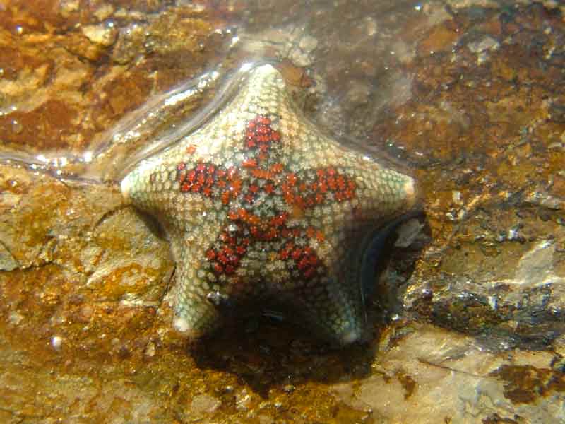 Image: Close-up of the aboral (top) side of a cushion star found in an intertidal rockpool.