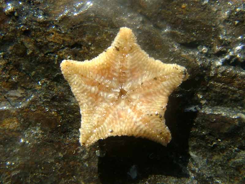 Image: Close-up of the oral (underside) side of a cushion star found in an intertidal rockpool.