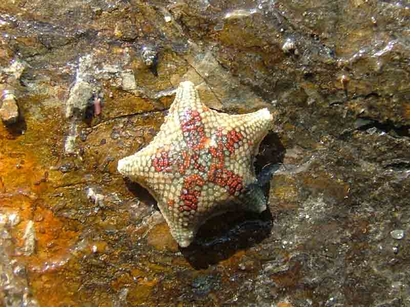 The aboral (top) side of a cushion star found in an intertidal rockpool.