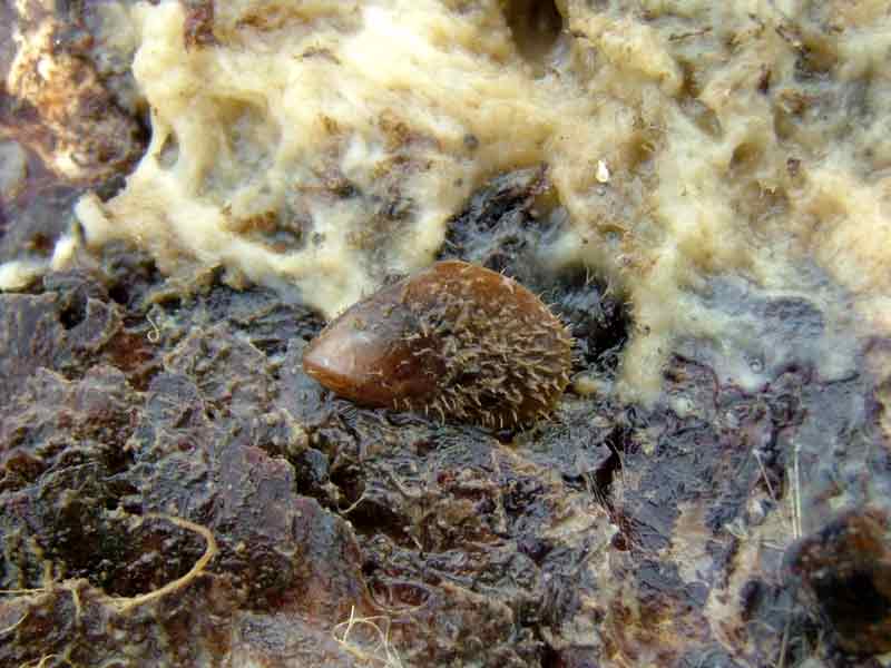 The bearded horse mussel on a rocky intertidal shore