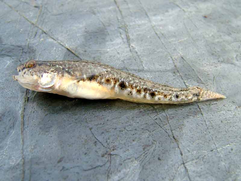 Common goby removed from tidepool