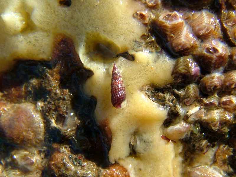 An intertidal feeding Cerithiopsis tubercularis