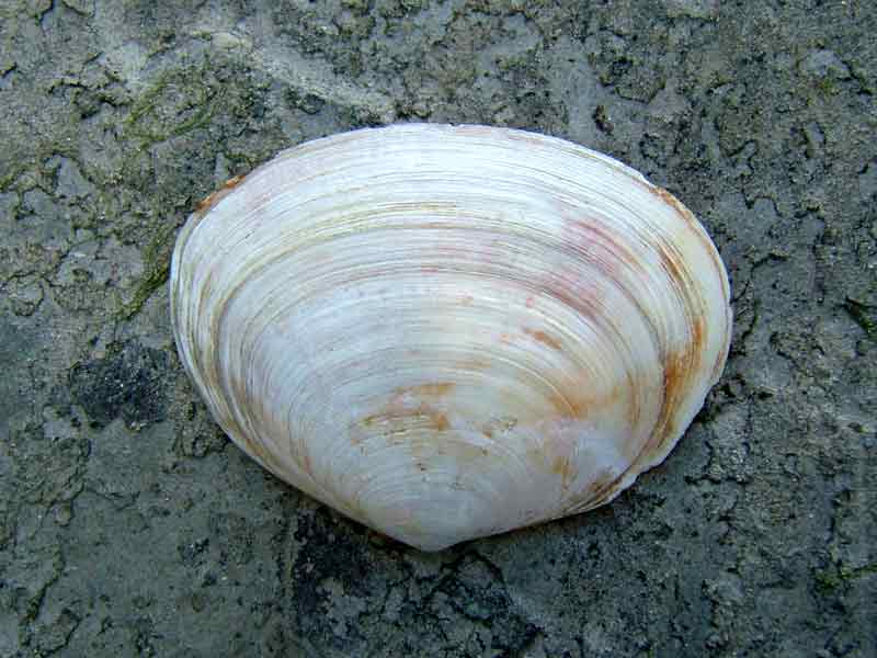 One valve of the peppery furrow shell