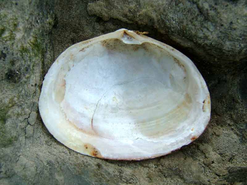 Interior of one valve of the peppery furrow shell