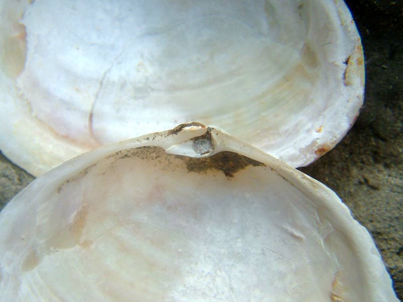 Closeup of the hinge of one valve of the peppery furrow shell