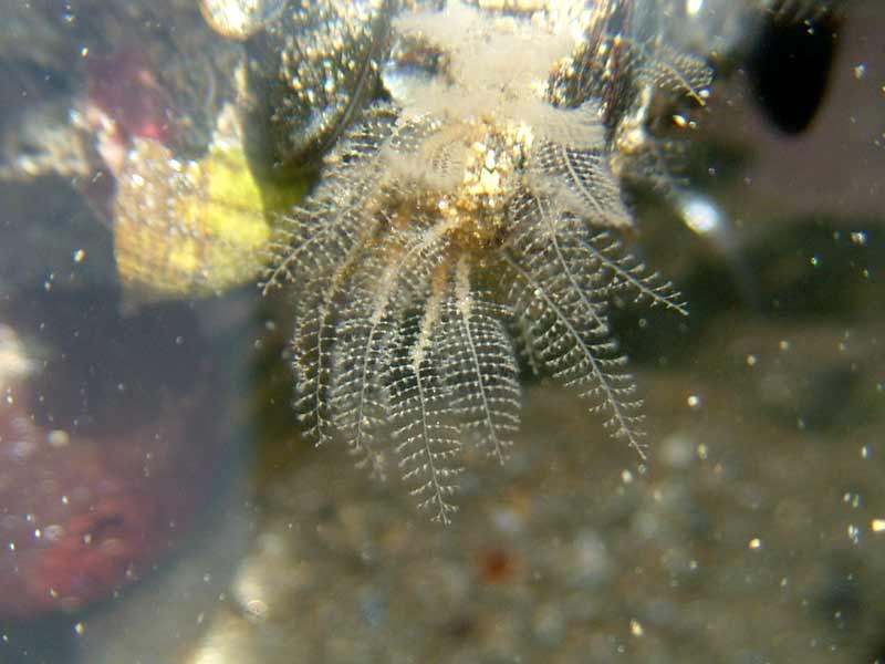 An attached hydroid found in a littoral rockpool.