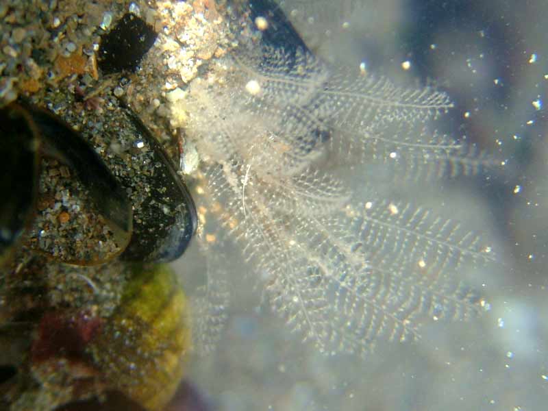 An attached hydroid found in a littoral rockpool.